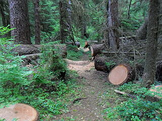 Recent blowdown [url=https://www.wta.org/go-hiking/trip-reports/trip_report-2020-07-06-4978104447]cut by trail crew (WTA?)[/url], there were several places that were recently worked like this.  I really, really appreciated this, especially compared to later trail sections further up.
