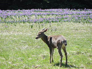 Deer in meadow off Deer Ridge trail.