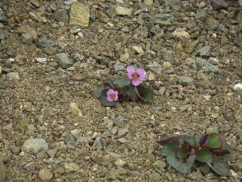 WelchPeak-small flowers along ridge route