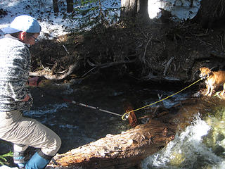 coaxing Rosy across the creek