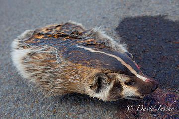Badger: roadside taxonomy
