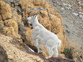 Mountain goat just below Iron Peak saddle.