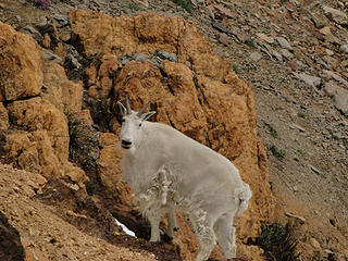 Mountain goat just below Iron Peak saddle.