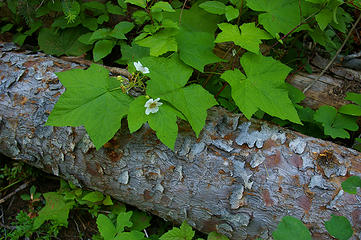 thimbleberry and colorful Engelmann spruce log