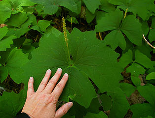 gigantic vanilla leaf