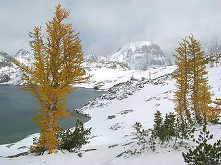 Larches & North Spectacle