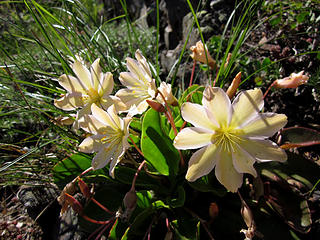Tweedy's lewisia (endemic)