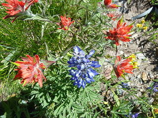 Lupine and Indian Paintbrush.