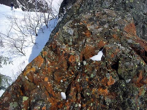 Summit Lichen