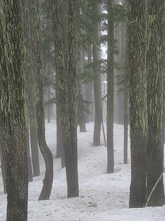 Foggy tree trunks