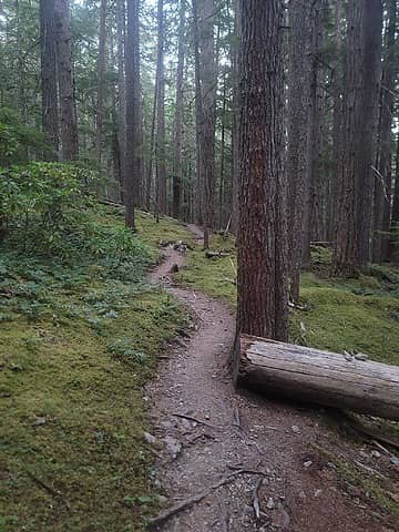 mmm. That low Washington forest trail