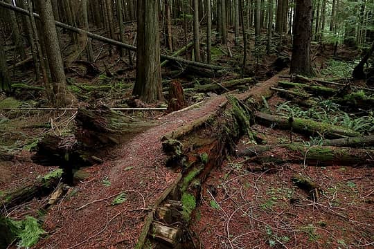 nicely built trail crossing a swampy area atop a fallen log