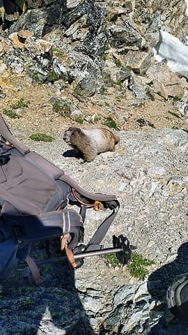 Marmot trying to chew on my bag