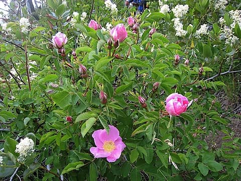 ... wild rose and white ceanothus (Ceanothus americanus)