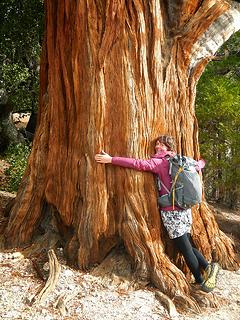 giant red cedar