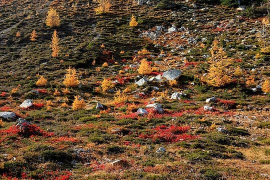 Nursery of little colors  golden larches, crimson blueberry, green heather, and white rocks