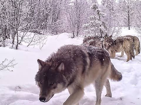 Washington State Wolf Pack  Bootpathguy