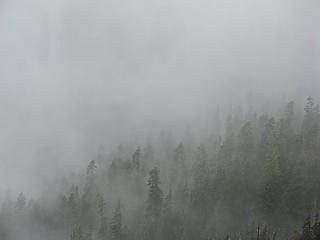Foggy forest below