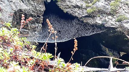 cool spider web action