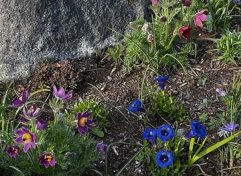 pasque flowers,gentians & anemones