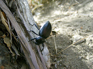Ass in the air beetle