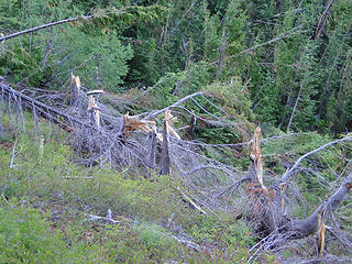 Snapped trees slope on Crystal Peak trail.