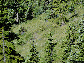 Looks like the trail (zoom) in the distance down Crystal Peak gully.