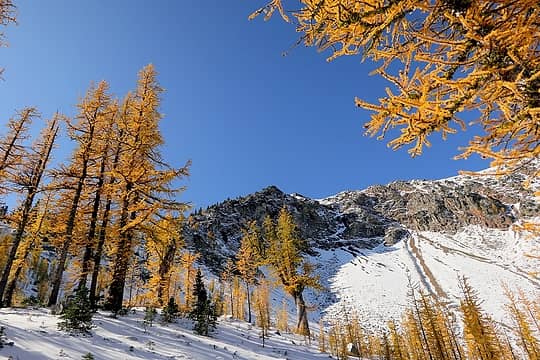 And more larches