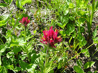 Paintbrush on trail to upper Crystal Lake.