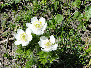 Anemone on trail to upper Crystal Lake.