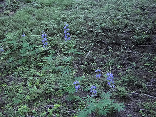 Lupine on lower Crystal Lakes trail.