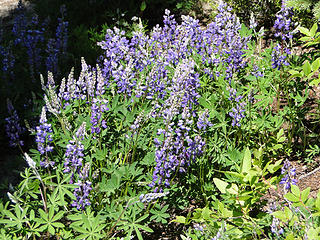 Lupine on Crystal Lakes trail.