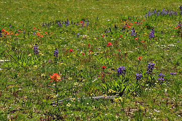 The flowers were bangin, but they weren't in drifts - more like tons of different varieties spread out over every meadow.