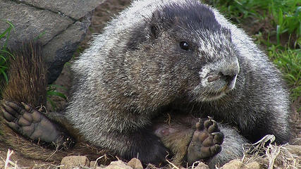 nursing marmot mom