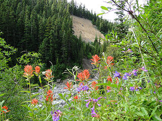 Lupine and paintbrush on Glacier Basin trail.