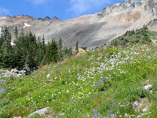 Flowers above Glacier Basin.
