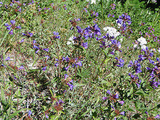 Flowers on Glacier Basin trail.