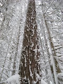 Snow patterns on the trunks