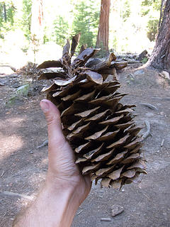 That's a pine cone!