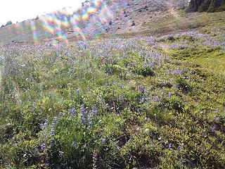 More lupines