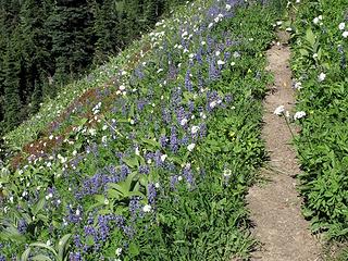 Flowers on trail to High Pass