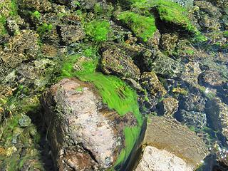 Weird green algae in stream