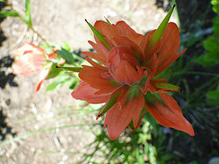 Indian Paintbrush on Owyhigh Lakes trail.