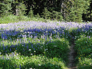Meadows coming down Owyhigh Lakes trail.
