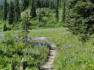 Trail presumably going towards Tamanos from Owyhigh Lakes trail.