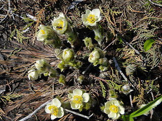 Wow some Anemone just popping out where snow just melted out in avy area.