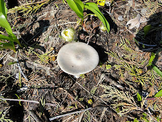 Mushroom on Owyhigh Lakes trail.