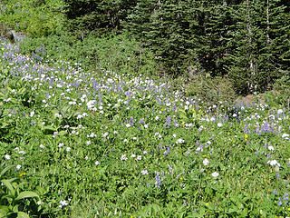 Meadows and flowers past Owyhigh Lakes.