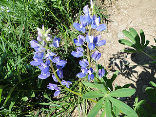 Lupine on Owyhigh Lakes trail.