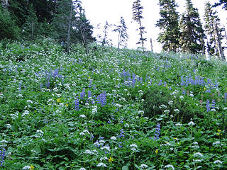 Flowers on trail to Summerland.
